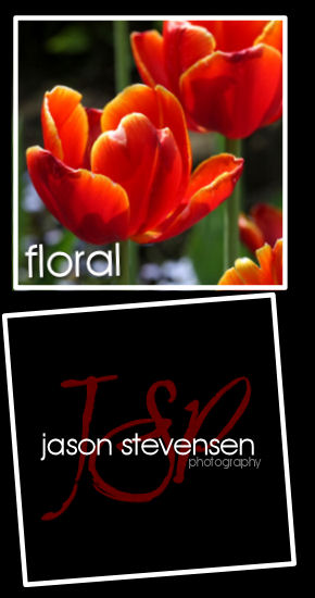 Jason Stevensen Photography